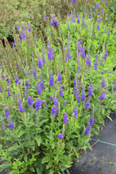 Ronica Blue Speedwell (Veronica 'Ronica Blue') at Stonegate Gardens