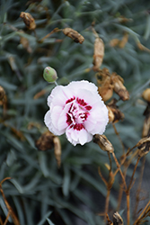 Scent From Heaven Angel Of Virtue Pinks (Dianthus 'Angel of Virtue') at Stonegate Gardens
