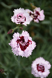 Scent From Heaven Angel Of Enlightenment Pinks (Dianthus 'Angel of Enlightenment') at Stonegate Gardens