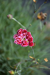 Scent From Heaven Angel Of Elegance Pinks (Dianthus 'Angel of Elegance') at Stonegate Gardens