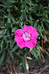 Mountain Frost Rose Bouquet Pinks (Dianthus 'KonD1044K2') at Stonegate Gardens