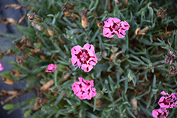 EverLast Red plus Pink Pinks (Dianthus 'EverLast Red plus Pink') at Lakeshore Garden Centres