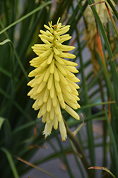 Pineapple Popsicle Torchlily (Kniphofia 'Pineapple Popsicle') at Stonegate Gardens