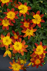 Beezar Fire Wheel Bidens (Bidens 'Fire Wheel') at Lakeshore Garden Centres
