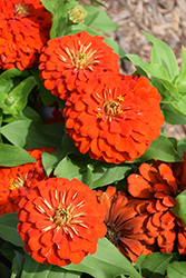 Magellan Scarlet Zinnia (Zinnia 'Magellan Scarlet') at Stonegate Gardens