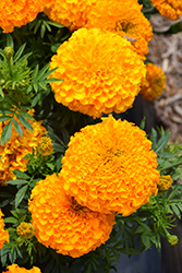 Antigua Orange Marigold (Tagetes erecta 'Antigua Orange') at Stonegate Gardens