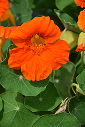 Tip Top Orange Nasturtium (Tropaeolum majus 'Tip Top Orange') at Stonegate Gardens