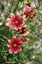 Lil' Bang Red Elf Tickseed (Coreopsis 'Red Elf') at Lakeshore Garden Centres