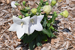 Pop Star White Balloon Flower (Platycodon grandiflorus 'Pop Star White') at Lakeshore Garden Centres