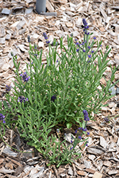 Sentivia Early Blue Lavender (Lavandula angustifolia 'Sentivia Early Blue') at Stonegate Gardens