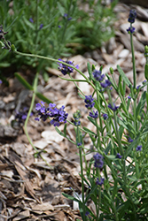 Sentivia Early Blue Lavender (Lavandula angustifolia 'Sentivia Early Blue') at Stonegate Gardens