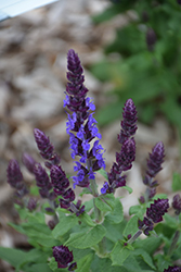 Merleau Blue Sage (Salvia 'Merleau Blue') at A Very Successful Garden Center