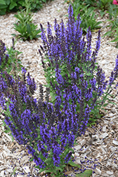 Merleau Blue Sage (Salvia 'Merleau Blue') at Stonegate Gardens