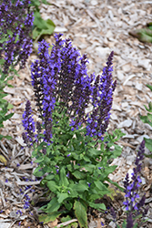 Blue Queen Sage (Salvia nemorosa 'Blaukonigin') at A Very Successful Garden Center