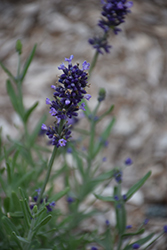 Sentivia Blue Lavender (Lavandula angustifolia 'Sentivia Blue') at Stonegate Gardens