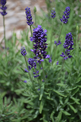 Aromatico Blue Compact Lavender (Lavandula angustifolia 'Laaz00004') at Stonegate Gardens