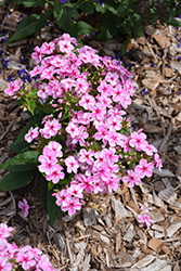 Early Pink Candy Garden Phlox (Phlox paniculata 'Early Pink Candy') at Lakeshore Garden Centres