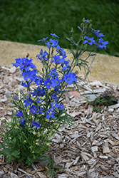 Delfix Blue Larkspur (Delphinium grandiflorum 'Delfix Blue') at Stonegate Gardens