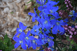 Delfix Blue Larkspur (Delphinium grandiflorum 'Delfix Blue') at Stonegate Gardens