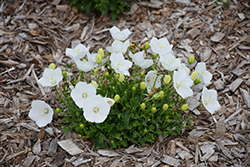 Pearl White Bellflower (Campanula carpatica 'Pearl White') at A Very Successful Garden Center
