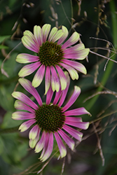 Green Twister Coneflower (Echinacea purpurea 'Green Twister') at Lakeshore Garden Centres