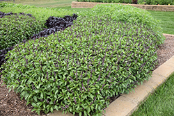 Cinnamon Basil (Ocimum basilicum 'Cinnamon') at Stonegate Gardens
