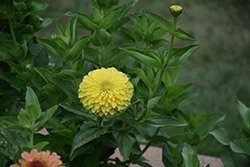 Queeny Lime Zinnia (Zinnia 'Queeny Lime') at Stonegate Gardens