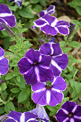 Cascadias Purple Gem Petunia (Petunia 'Cascadias Purple Gem') at Stonegate Gardens