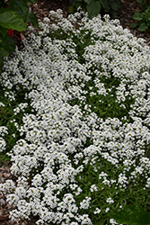 Stream White Sweet Alyssum (Lobularia maritima 'Stream White') at Stonegate Gardens