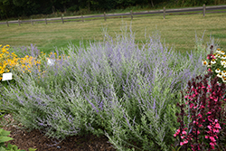 Blue Steel Russian Sage (Perovskia atriplicifolia 'Blue Steel') at Lakeshore Garden Centres