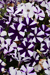 Fortunia Purple Star Petunia (Petunia 'Fortunia Purple Star') at Stonegate Gardens