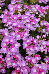Vanessa Bicolor Purple Verbena (Verbena 'Vanessa Bicolor Purple') at Stonegate Gardens