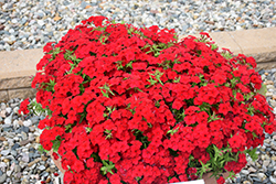 Phloxstar Red Annual Phlox (Phlox drummondii 'Phloxstar Red') at Wallitsch Nursery And Garden Center