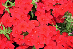 Phloxstar Red Annual Phlox (Phlox drummondii 'Phloxstar Red') at Wallitsch Nursery And Garden Center