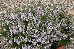 Alonia Bicolor Violet Angelonia (Angelonia angustifolia 'Alonia Bicolor Violet') at Stonegate Gardens