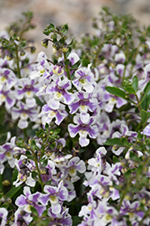 Alonia Bicolor Violet Angelonia (Angelonia angustifolia 'Alonia Bicolor Violet') at Stonegate Gardens