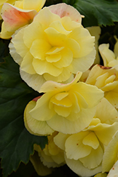 Solenia Yellow Begonia (Begonia x hiemalis 'Solenia Yellow') at Stonegate Gardens