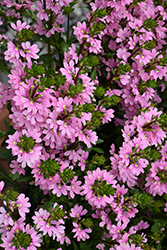 Whirlwind Pink Fan Flower (Scaevola aemula 'Whirlwind Pink') at Stonegate Gardens