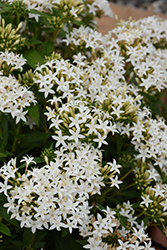 Lucky Star White Star Flower (Pentas lanceolata 'PAS1284142') at Lakeshore Garden Centres