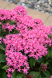 Lucky Star Deep Pink Star Flower (Pentas lanceolata 'PAS1187213') at Stonegate Gardens