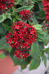 Lucky Star Dark Red Star Flower (Pentas lanceolata 'PAS1231189') at Stonegate Gardens