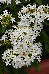 Lucky Star White Star Flower (Pentas lanceolata 'PAS1284142') at Stonegate Gardens