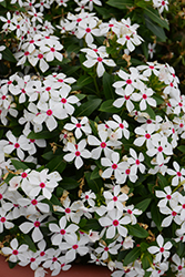 Soiree Kawaii White Peppermint Vinca (Catharanthus roseus 'Soiree Kawaii White Peppermint') at Lakeshore Garden Centres