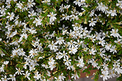 FloriGlory Maria Mexican Heather (Cuphea hyssopifolia 'Wescufloma') at Stonegate Gardens