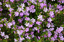 FloriGlory Sofia Mexican Heather (Cuphea hyssopifolia 'Wescufloso') at Stonegate Gardens