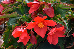 Shine Bright Red Begonia (Begonia boliviensis 'Wesbeshibrire') at Stonegate Gardens