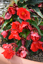 Shine Bright Amore Red Begonia (Begonia boliviensis 'Wesbeshibriar') at Stonegate Gardens