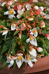 RiseUp Sansibel Peach Begonia (Begonia 'Wesberisape') at Stonegate Gardens