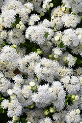 Bumble White Flossflower (Ageratum 'Wesagbuwhi') at Wallitsch Nursery And Garden Center