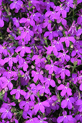 Hot Purple Lobelia (Lobelia 'Weslopur') at Stonegate Gardens